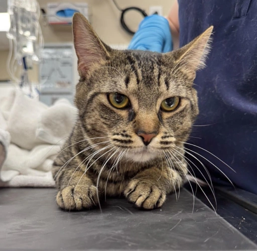 Pet Emergencies