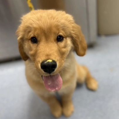 Puppy & Kitten Care