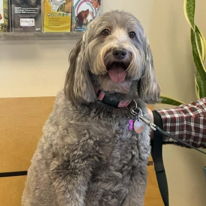 Senior Pet Care