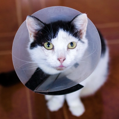 Veterinary Pet Surgery