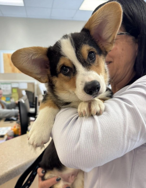 WHY IS PETDESK GOOD FOR PET OWNERS?