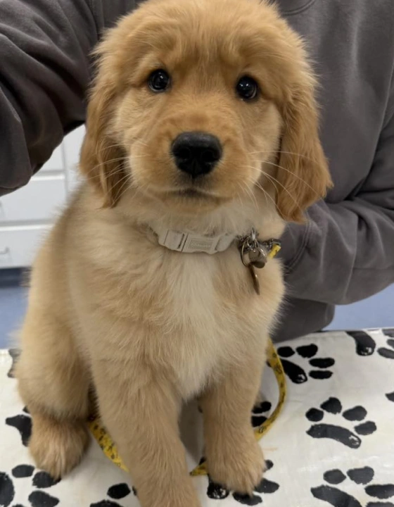 WHY IS PETDESK GOOD FOR PET OWNERS?