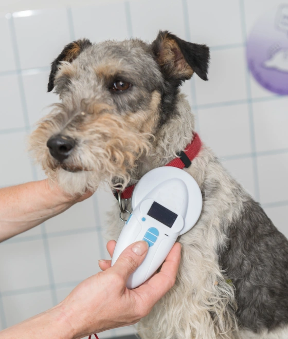 MICROCHIPPING