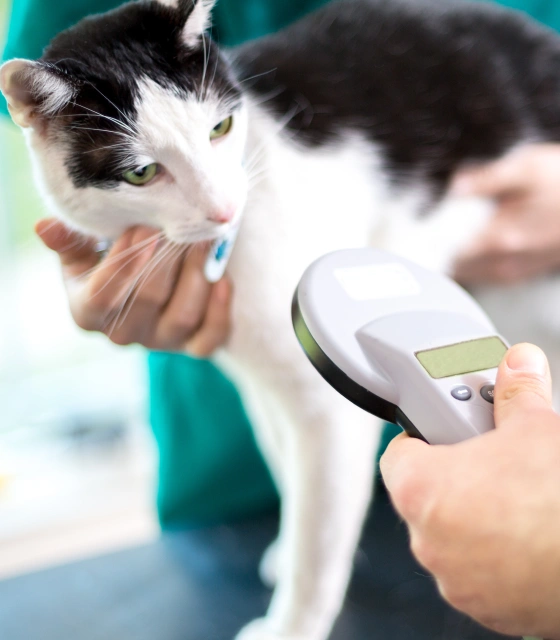 MICROCHIPPING