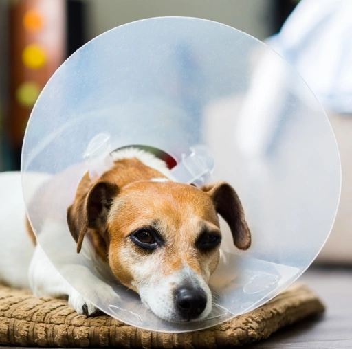 Veterinary Pet Surgery