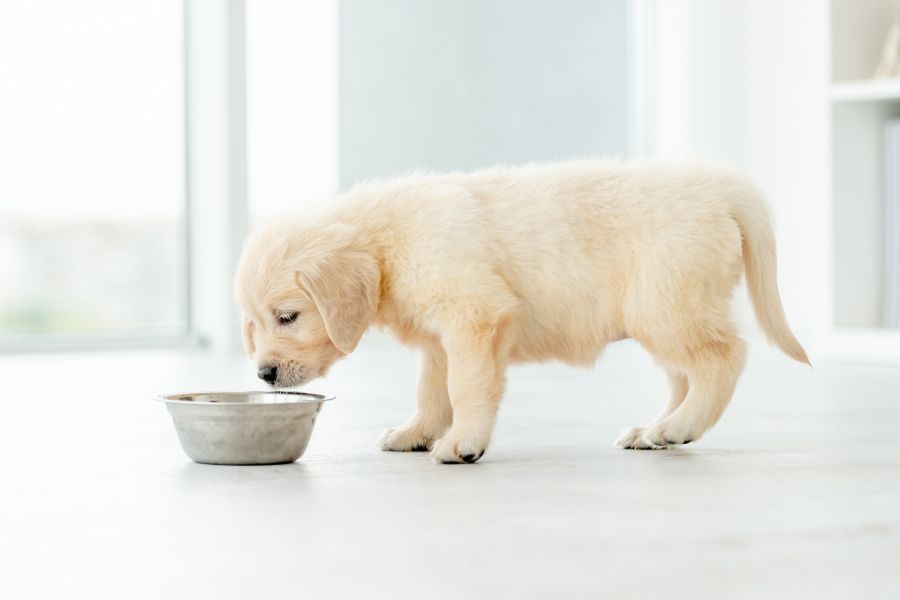 pet-supplements-explained-do-they-work-guide