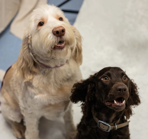 Pet Dental Services