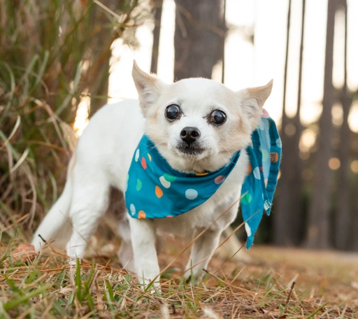 Senior Pet Care