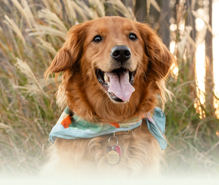 Stories from Happy Pet People