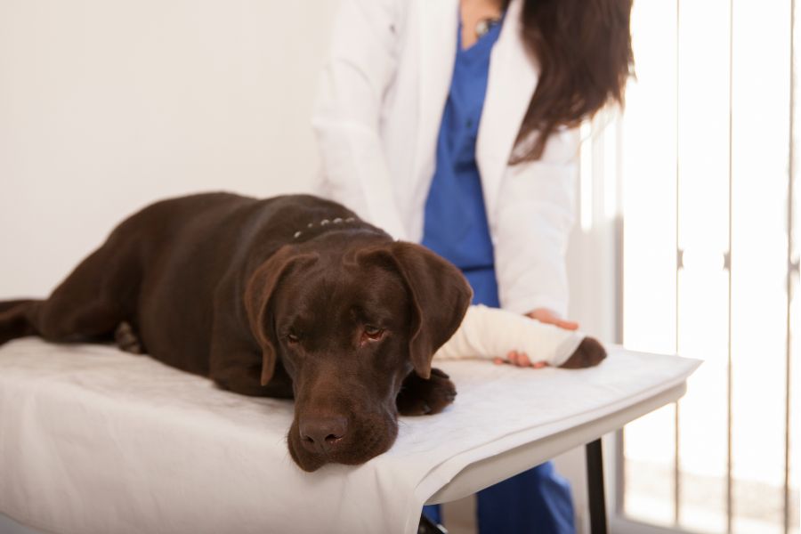 choose right veterinarian