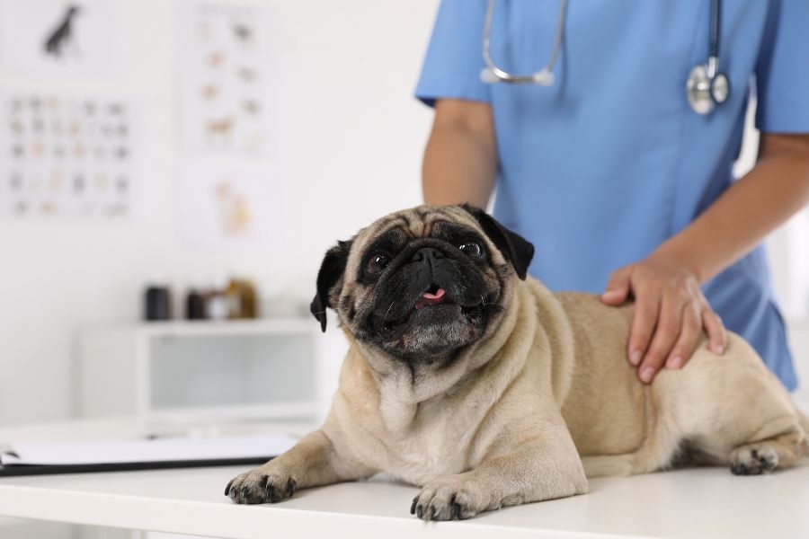 dog wellness exam schedule